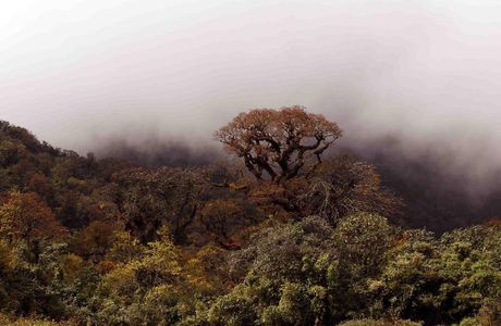 Mt. Wenshan&Mt. Laojun National Nature Reserve