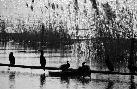 Luoma Lake Wetland