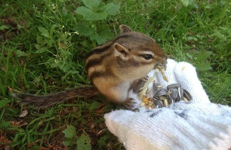 Okhotsk Chipmunk Park