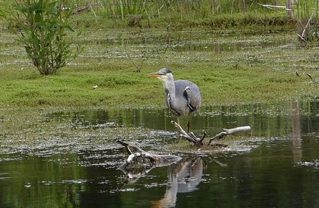 RSPB Old Moor