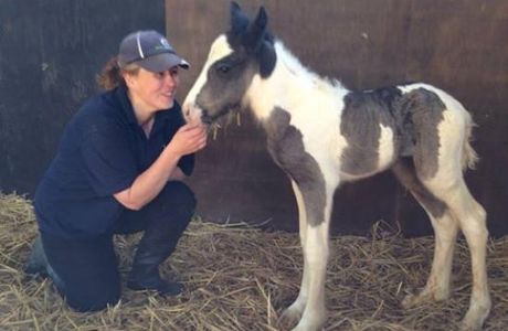 World Horse Welfare Hall Farm
