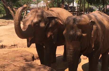 Samui Elephant Sanctuary