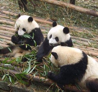Giant Panda Breeding Research Base (Xiongmao Jidi)