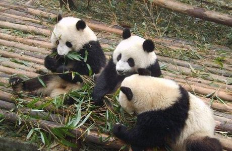 Giant Panda Breeding Research Base (Xiongmao Jidi)
