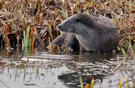 RSPB Minsmere