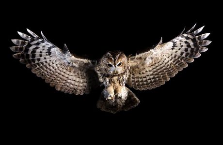 Imperial Bird of Prey Academy