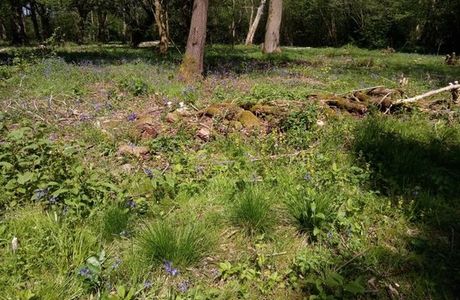 Wayland Wood