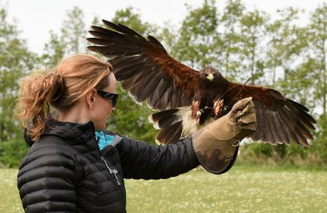 Fens Falconry