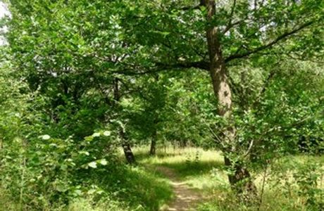 Wolves Wood RSPB Reserve