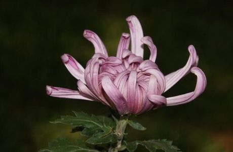 Pulandian White Cloud Mountain