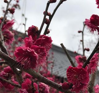 Ano Plum Grove