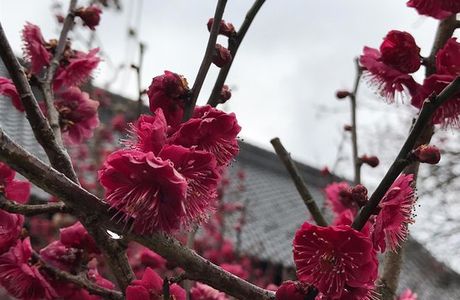 Ano Plum Grove