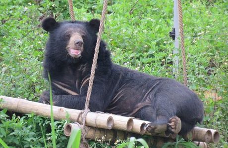 Bear Sanctuary Ninh Binh