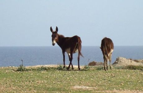 Dipkarpaz Milli Parki - Karpaz National Park Wild Donkey Protection Area