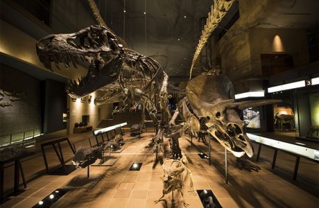 Kitakyushu Museum of Natural History & Human History
