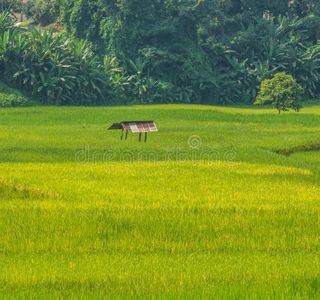 Nan-ao Natural Rice Field