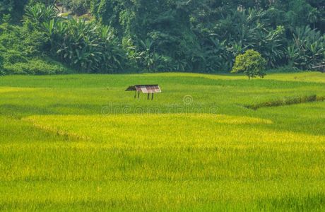 Nan-ao Natural Rice Field