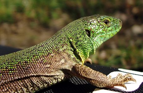 Three Sides of The Lizard