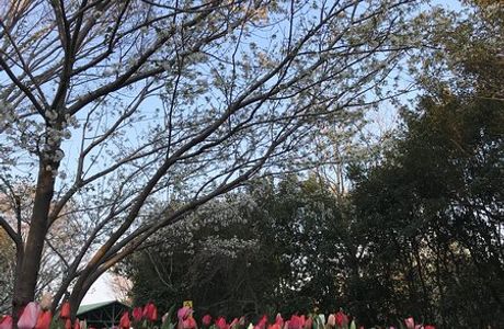 Yoshida Park