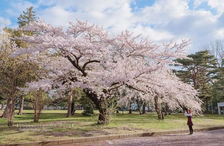 Tsutsujigaoka Park