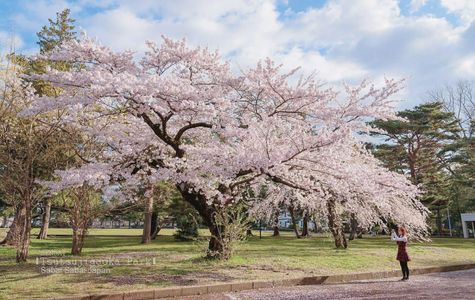 Tsutsujigaoka Park 1