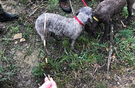 Truffle Hunting in Tuscany