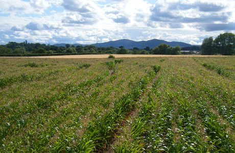 The Great Maize Maze