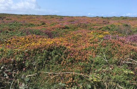 Tehidy to Deadman's Cove Circular Walk