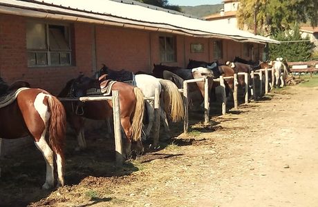 Maneggio Crazy Horse
