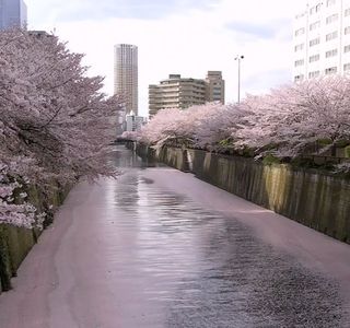 Sakura Trees along Kusaba River