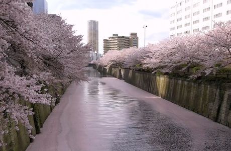 Sakura Trees along Kusaba River