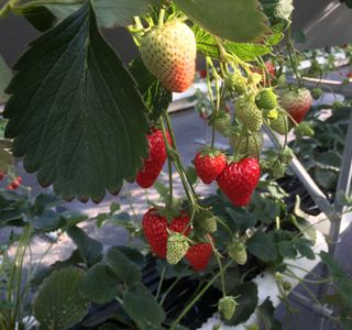 Ishigaki Strawberries