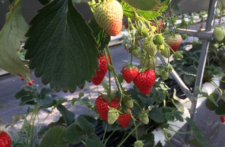 Ishigaki Strawberries