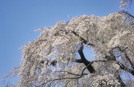 Harama no Itozakura