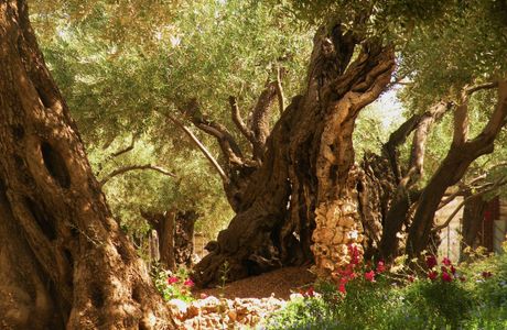 Garden of Ancient Trees in Mang Mountain