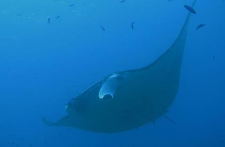 Kabira Ishizaki Manta Scramble