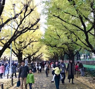 Jingu Gaien Ginkgo Tree-lined Street