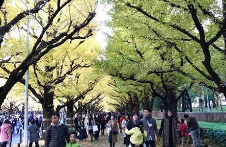 Jingu Gaien Ginkgo Tree-lined Street