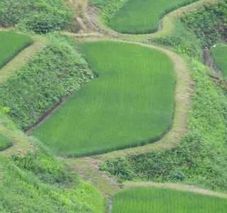 Hoshitoge Rice Terraces