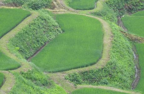 Hoshitoge Rice Terraces