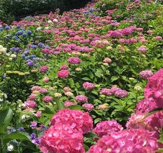 Hydrangeas Village Katahara Onsen