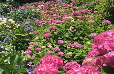 Hydrangeas Village Katahara Onsen
