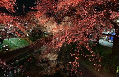 Cherry Trees along the Gojo River bank