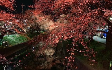 Cherry Trees along the Gojo River bank 1