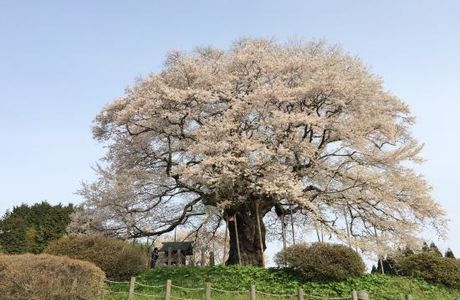 Daigo Zakura