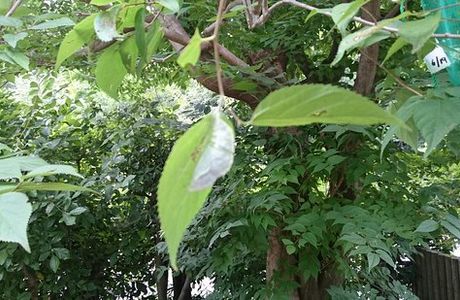 Village of Butterfly Park