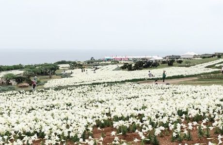 Lily Field Park