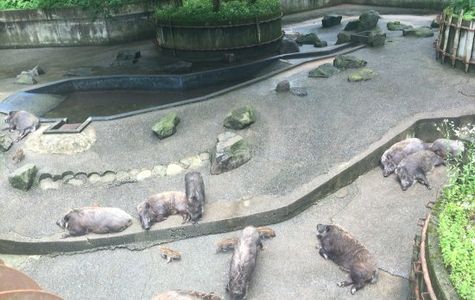Ishikawa Forest Park 1