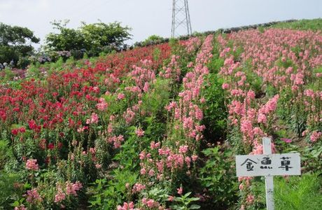 Flower place