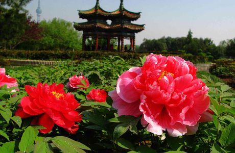 Peony Park